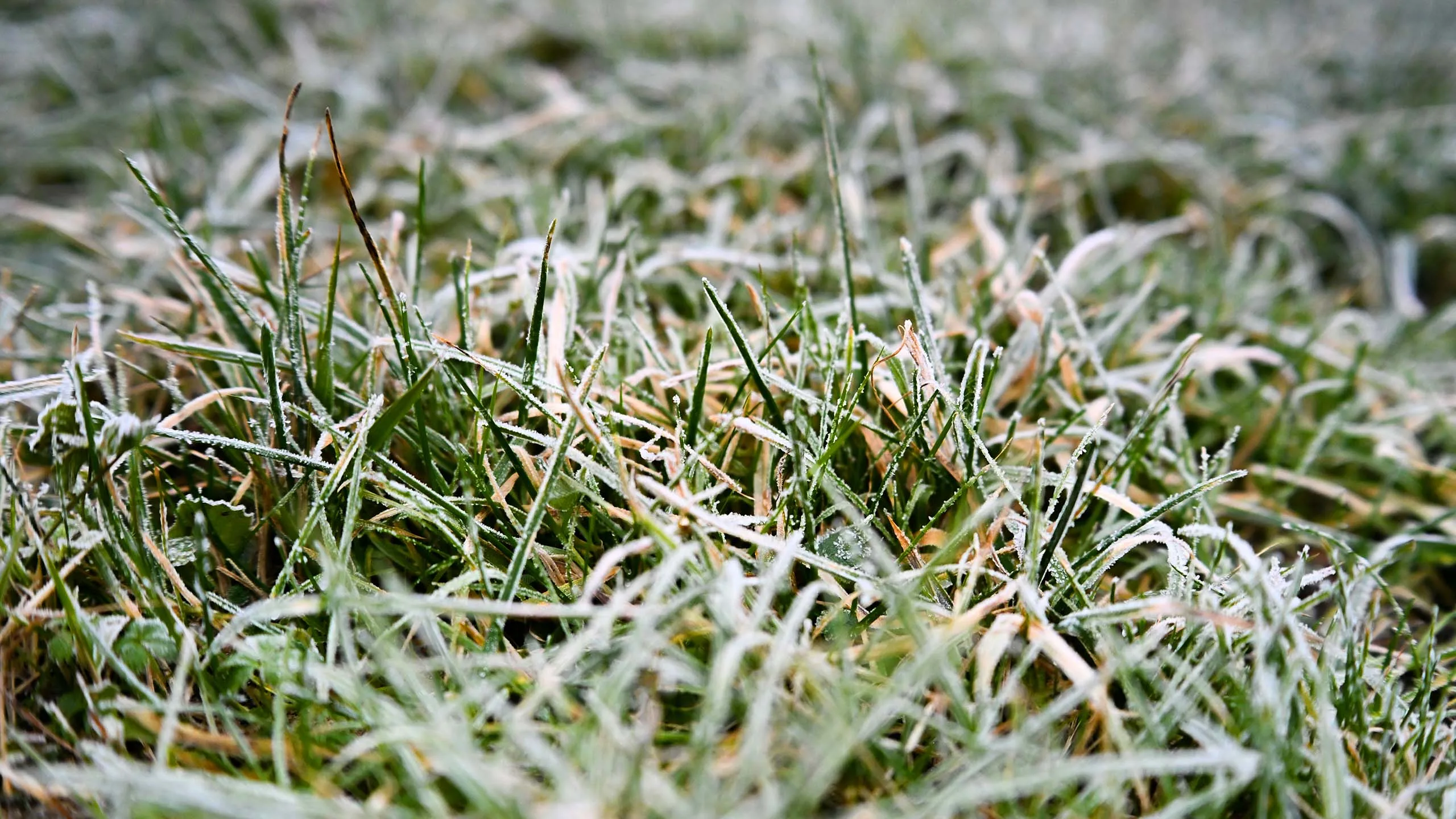 Nahaufnahme einer mit Raureif bedeckten Rasenfläche mit grünen und teilweise braunen Grashalmen bei kalter Herbst- oder Winterwitterung. Schneeschimmel im Rasen.